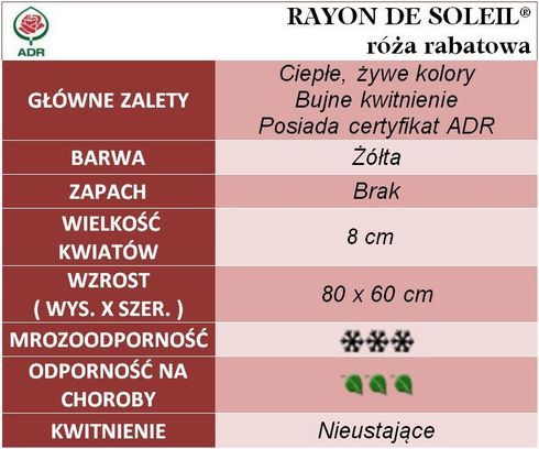 Rayon de Soleil róża rabatowa